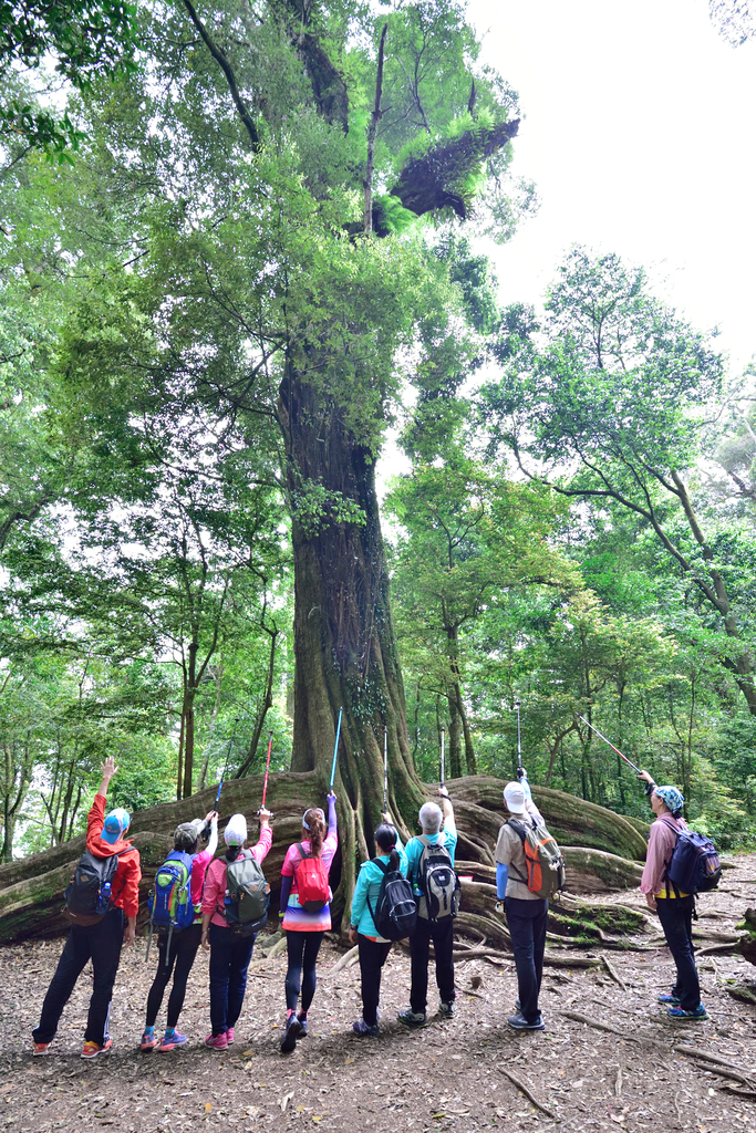 DSC_3583_6449.JPG - 0501北坑山大板根