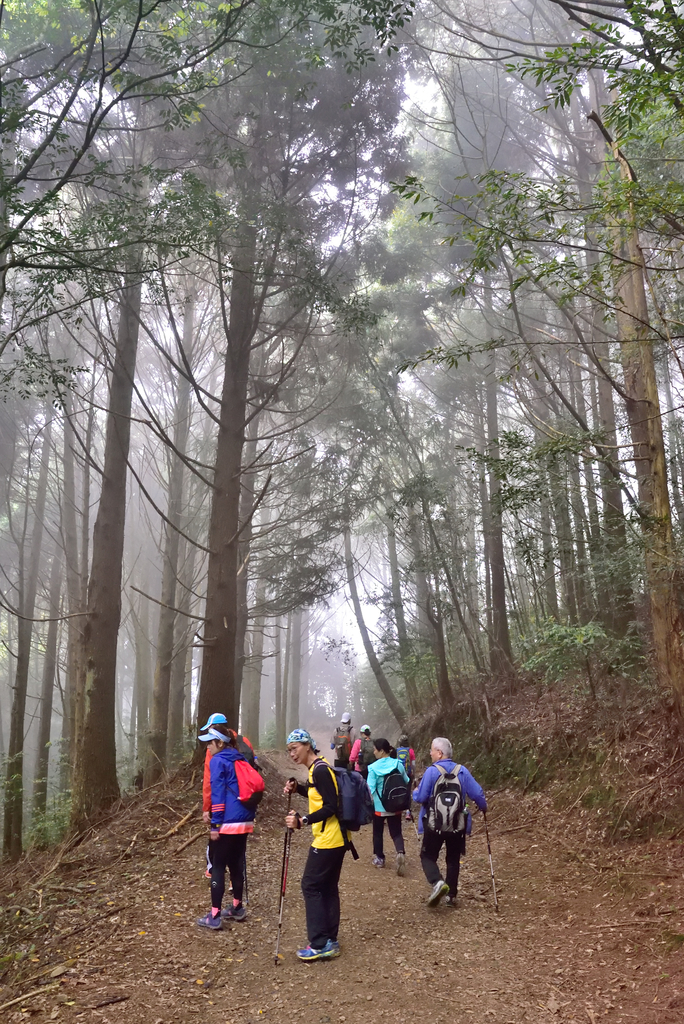 DSC_3642_6480.JPG - 0501北坑山大板根