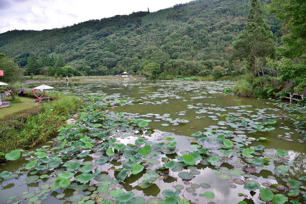 DSC_0832_4857.JPG - 20190720登向天湖山