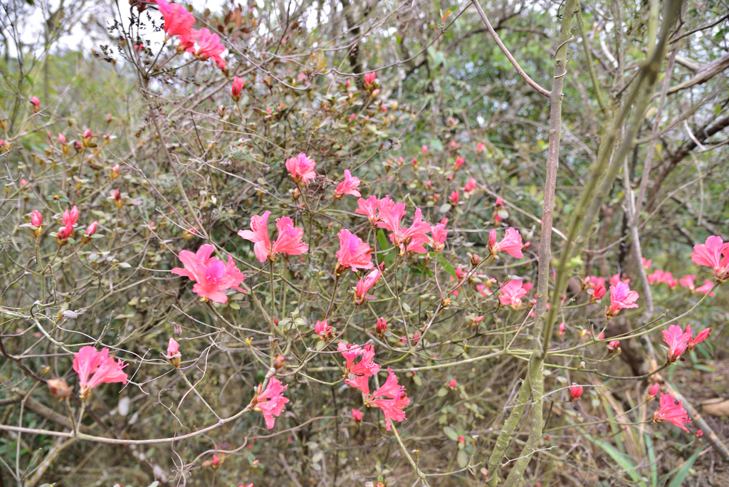 DSC_8375_3539.JPG - 2019火炎山