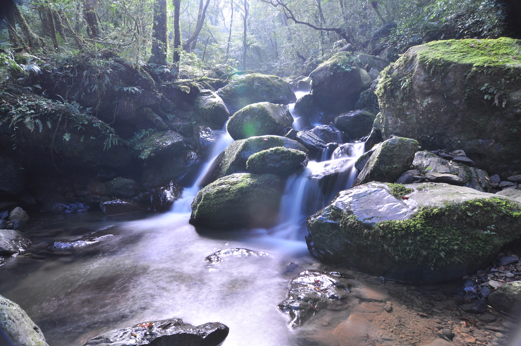 image.jpeg - 21051107卡保逐鹿賞山毛櫸