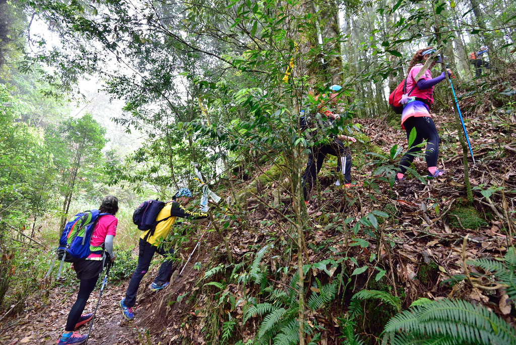 DSC_3600_6457.JPG - 0501北坑山大板根