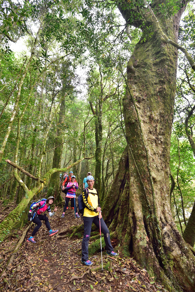 DSC_3609_6461.JPG - 0501北坑山大板根