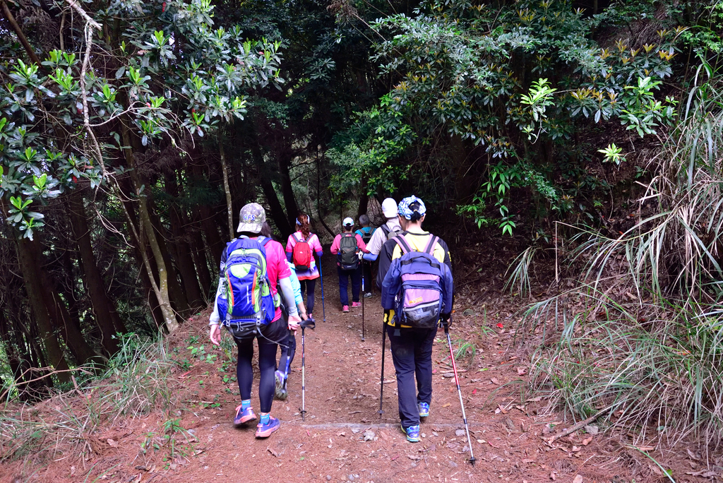 DSC_3631_6474.JPG - 0501北坑山大板根
