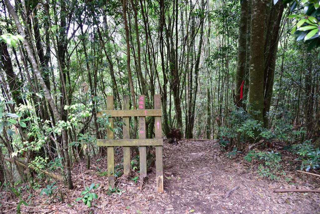 DSC_3500_6394.JPG - 0501北坑山大板根
