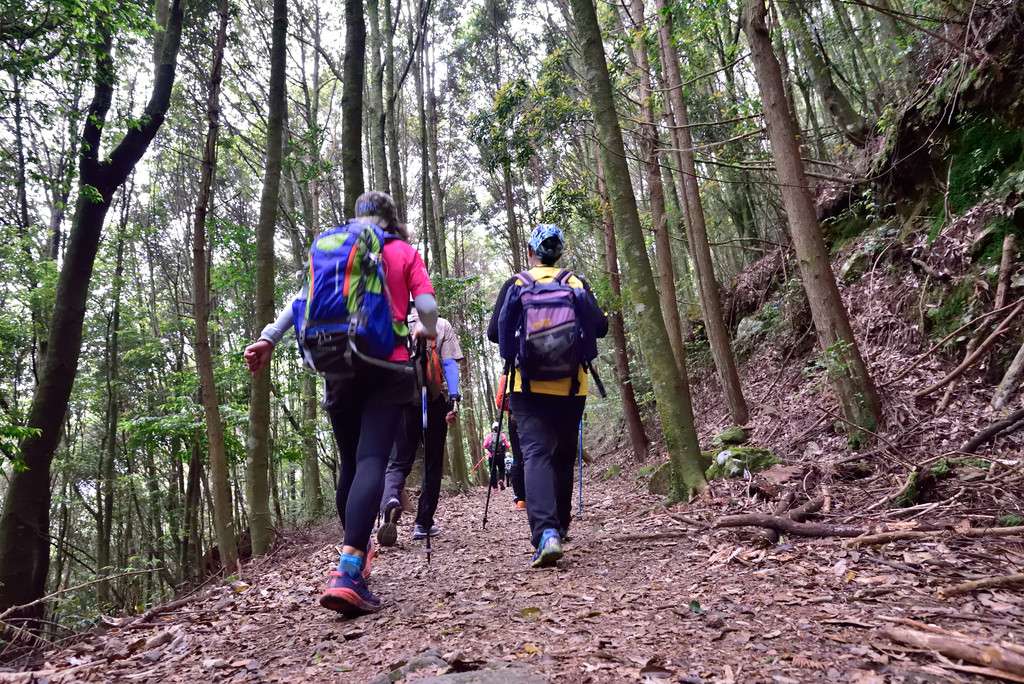 DSC_3623_6470.JPG - 0501北坑山大板根