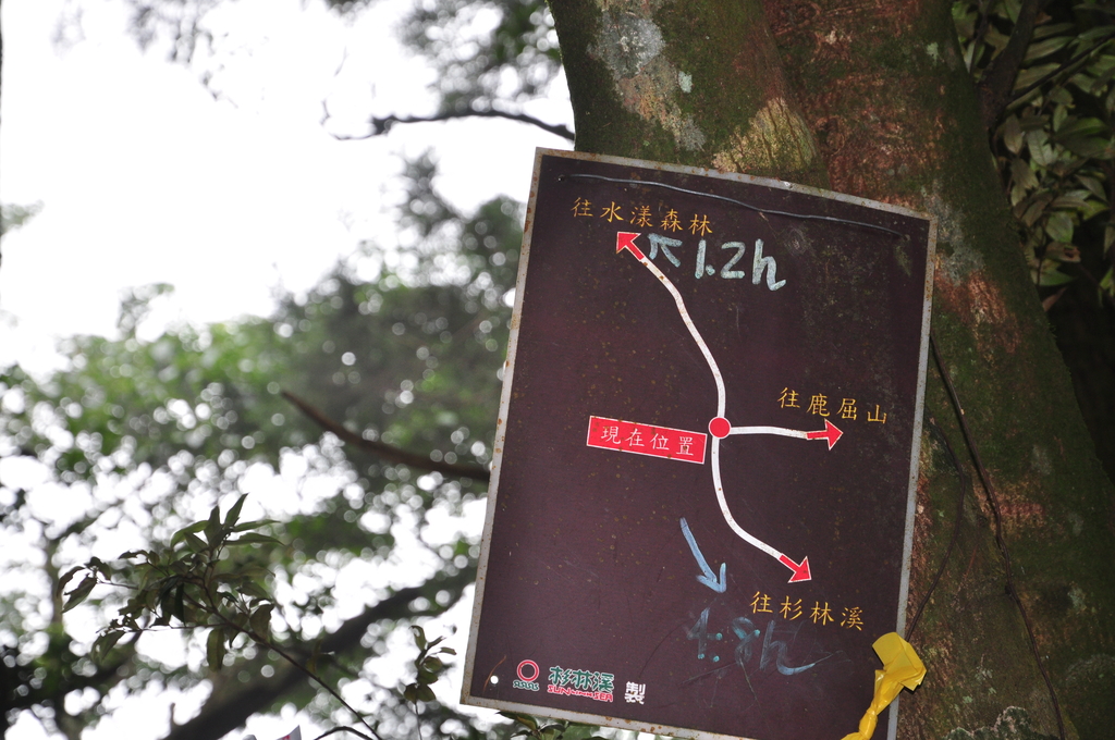 DSC_3384.JPG - 2017水漾森林