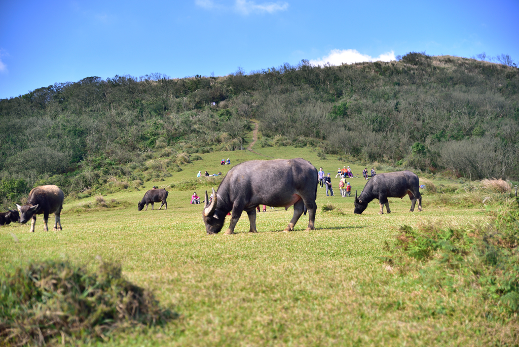 DSC_3378_702.JPG - 2017風櫃嘴登竹篙山