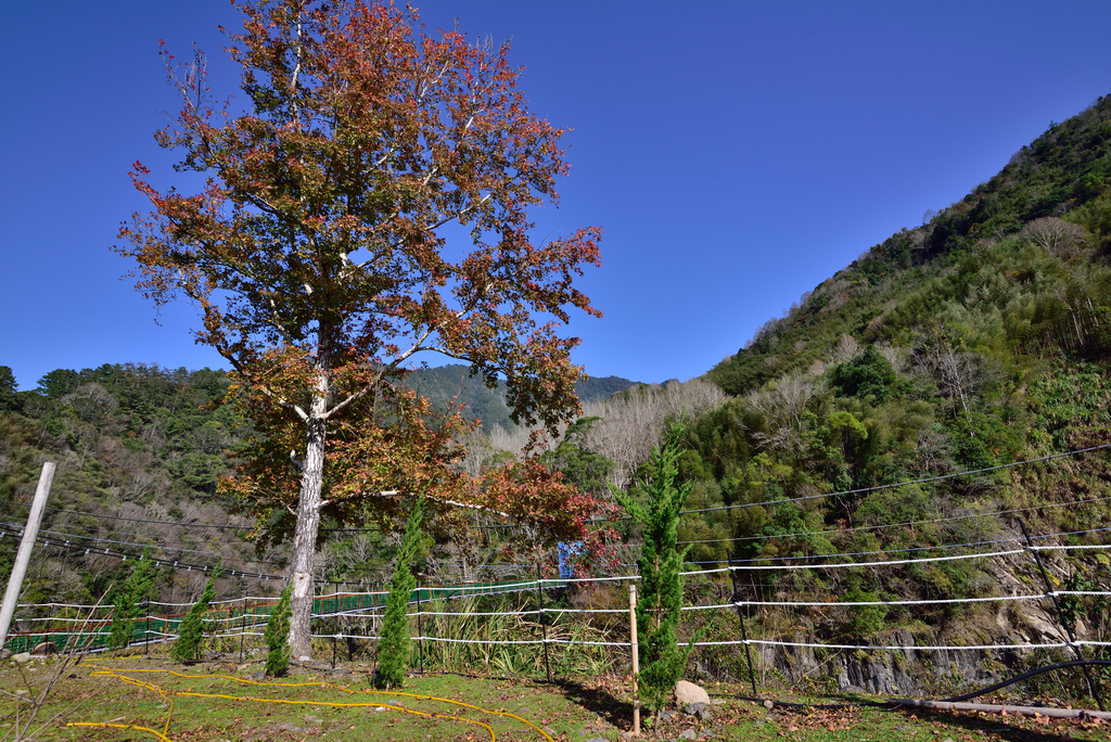 DSC_5906_7825.JPG - 20210124芝生毛台山