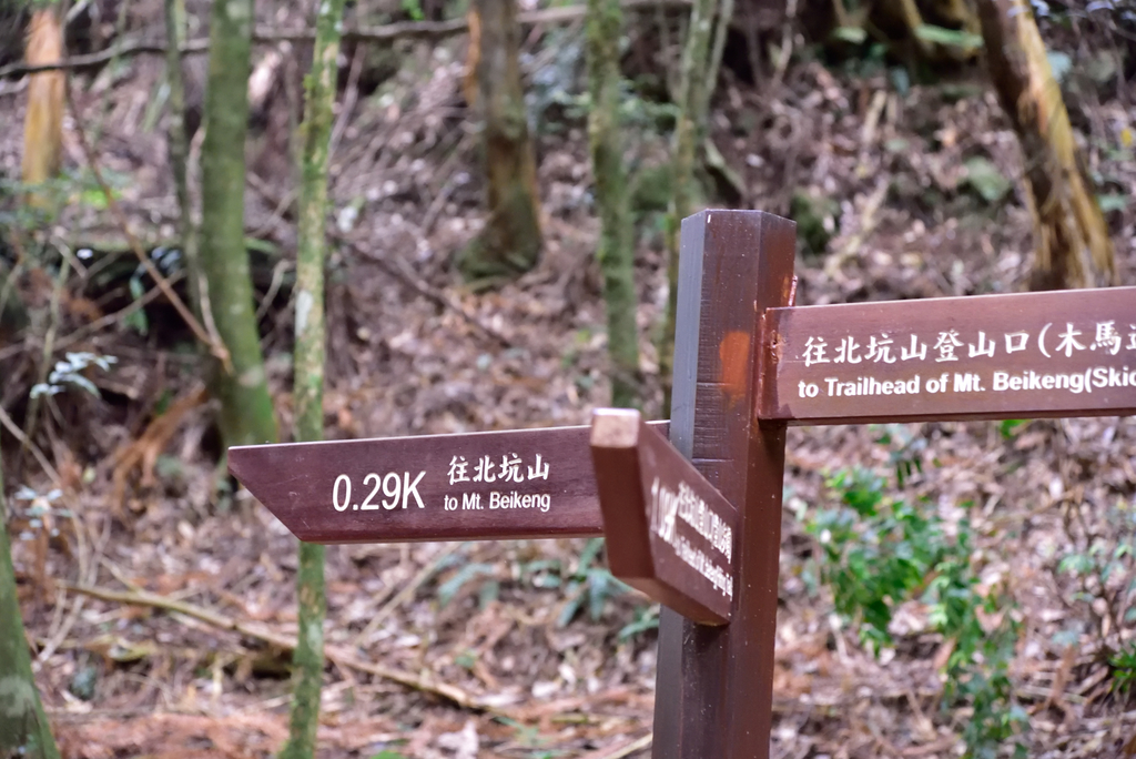 DSC_3475_6371.JPG - 0501北坑山大板根