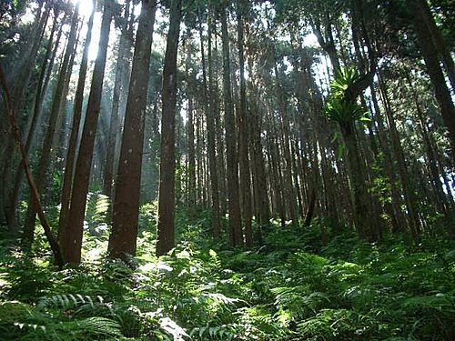 2006/09/23麥巴來山西稜O型環登【一條優美柳杉林山徑】