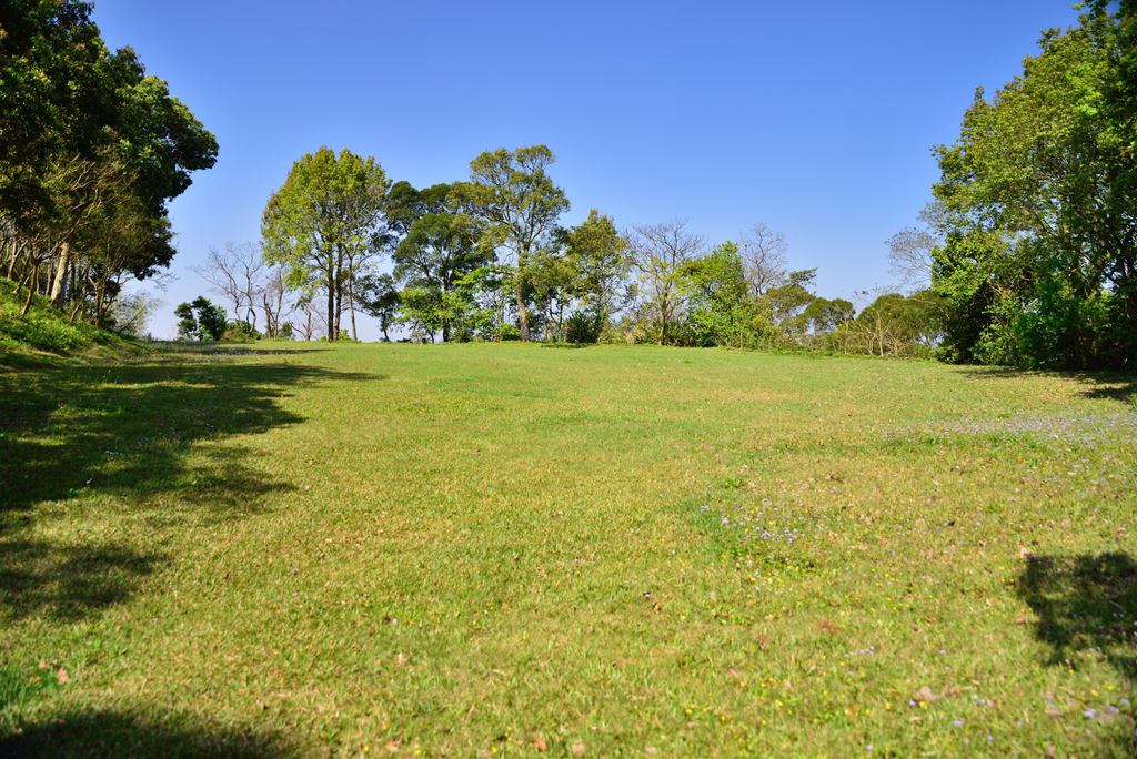 DSC_5167_1698.JPG - 魅力小鎮苑裡私房景點