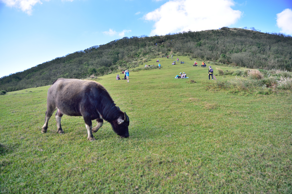 DSC_3406_712.JPG - 2017風櫃嘴登竹篙山
