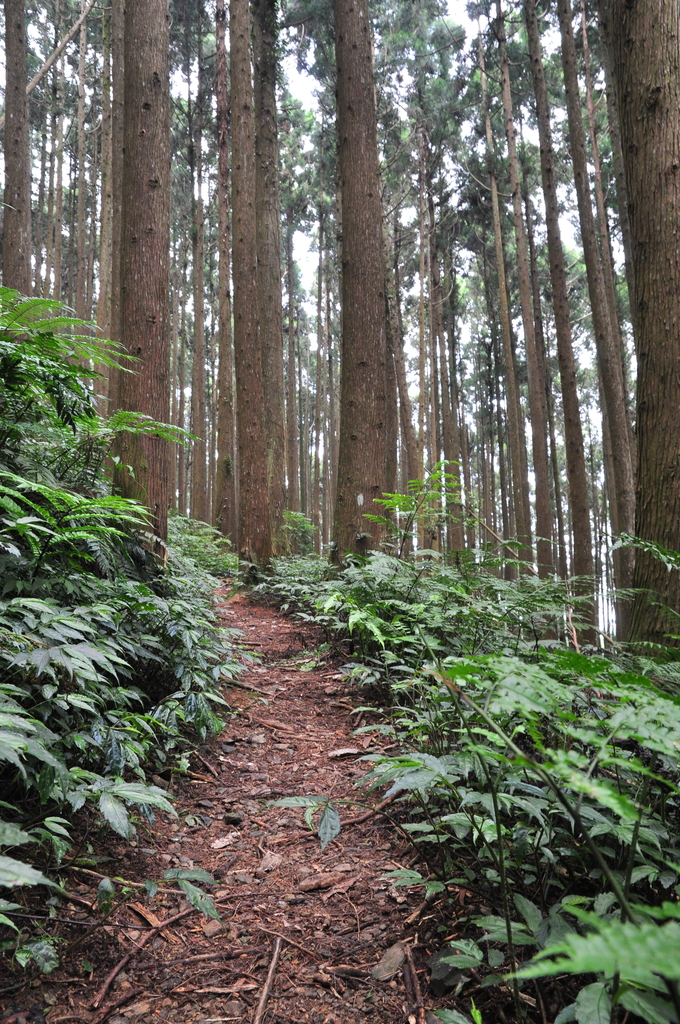 DSC_3114.JPG - 2017民都有山暨清泉攬勝