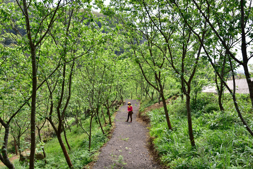 DSC_2827_6053.JPG - 0315三民蝙蝠洞登金平山