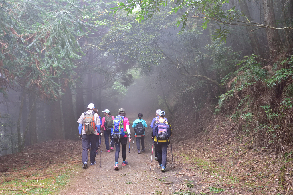DSC_3646_6484.JPG - 0501北坑山大板根