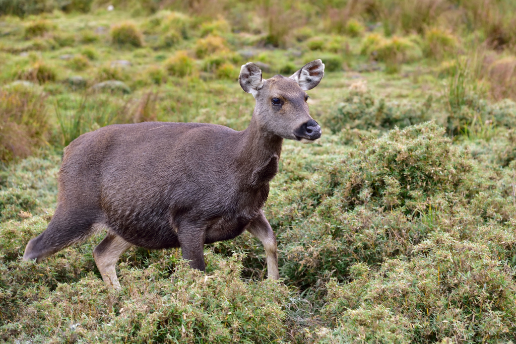 DSC_1853_5486.JPG - 2019能安縱走(下)