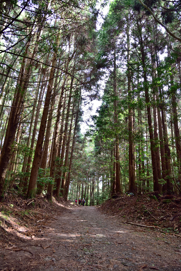 DSC_3432_6339.JPG - 0501北坑山大板根