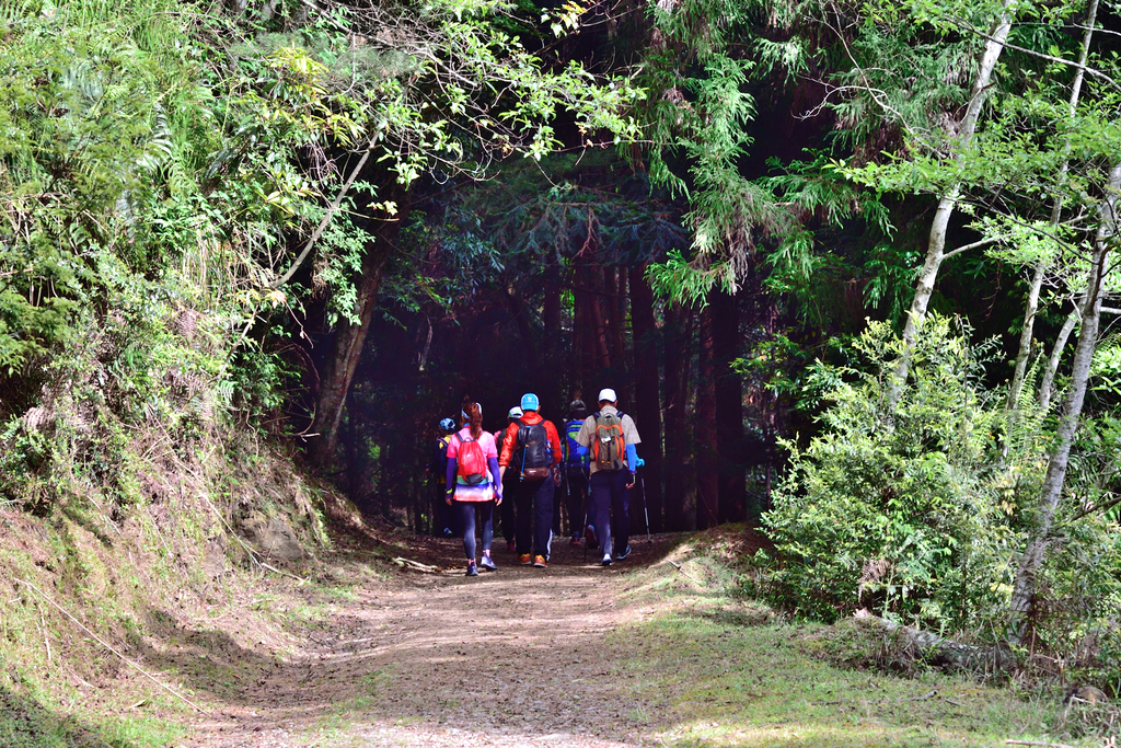 DSC_3433_6340.JPG - 0501北坑山大板根