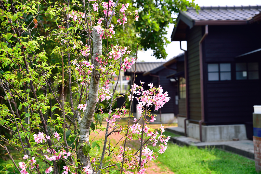 DSC_5214_1726.JPG - 魅力小鎮苑裡私房景點
