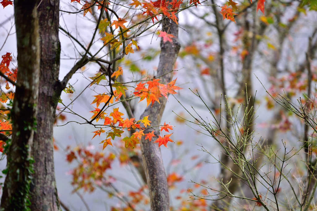 DSC_2419_5860.JPG - 楓情款款—拱北殿2020/01/01