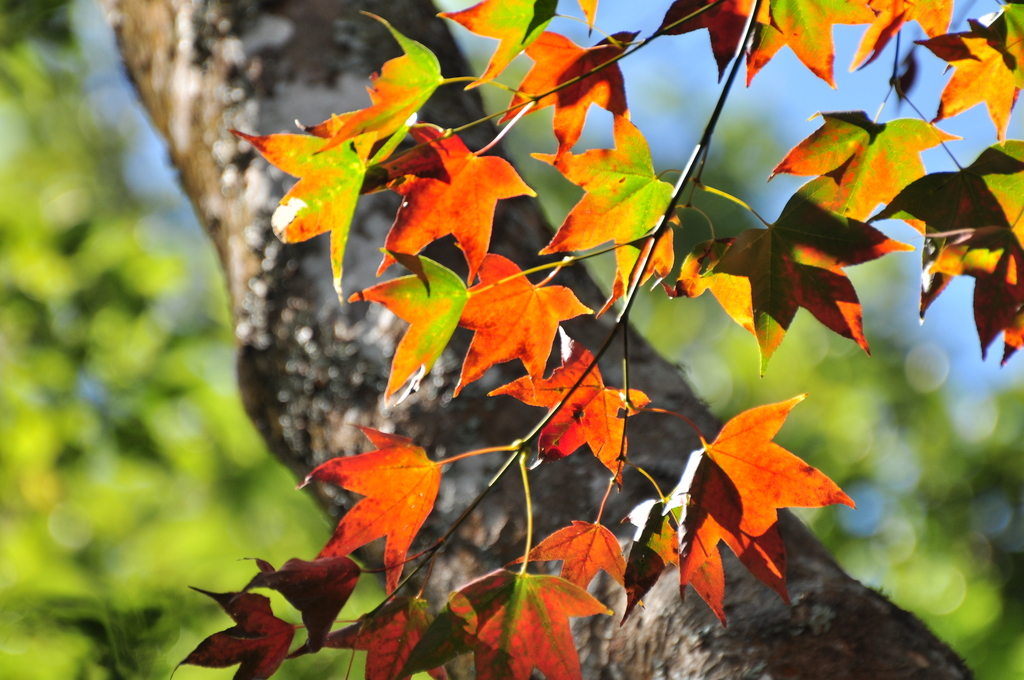 楓紅古戰場–馬拉邦山
