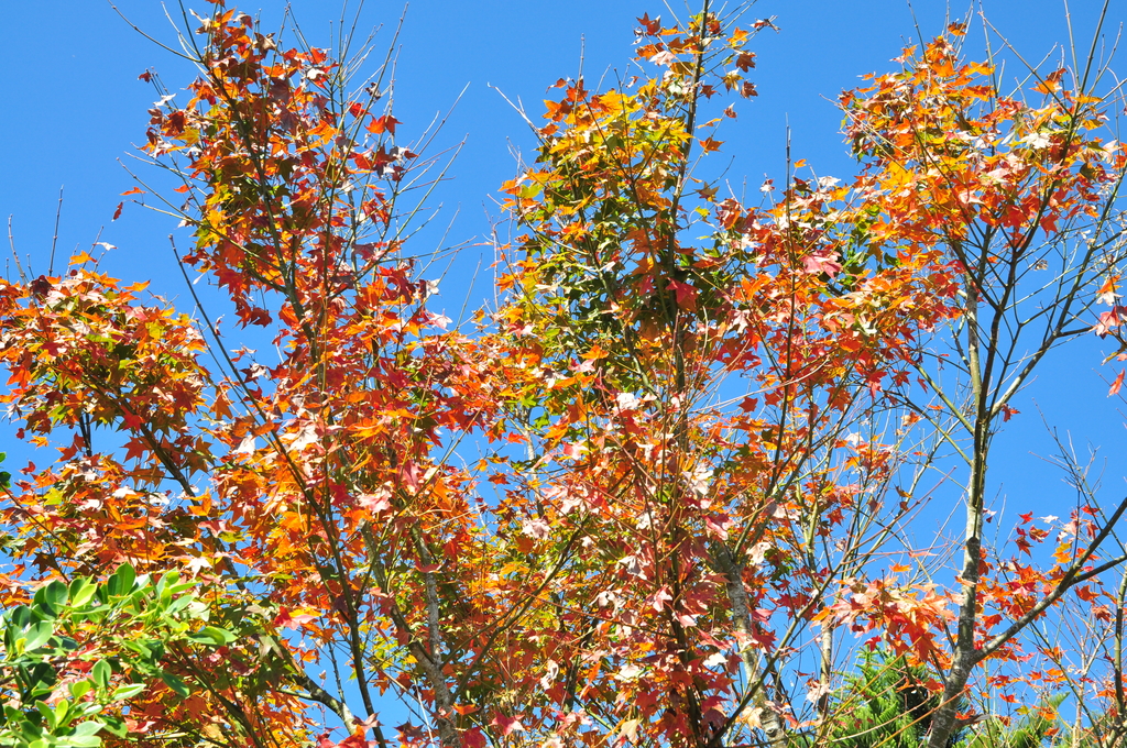 DSC_6689.JPG - 2015馬拉邦山