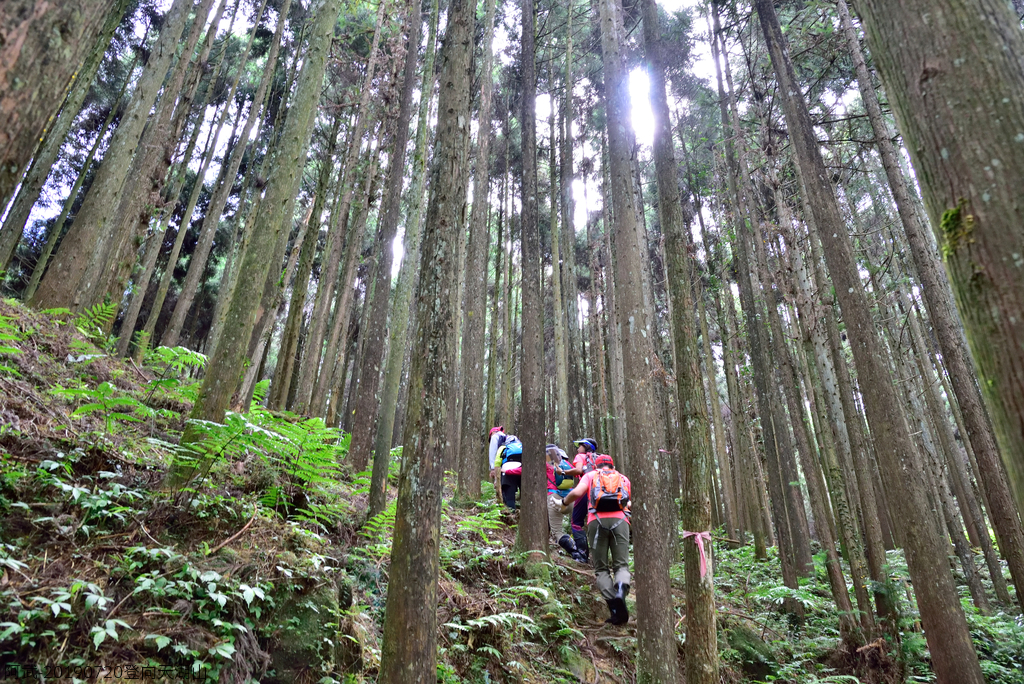 DSC_0650_4775.JPG - 20190720登向天湖山