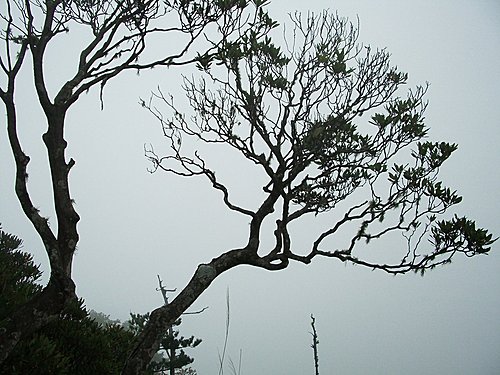 2009/04/11庫魯山縱走復興尖山O型【探新路線、賞稀有品】
