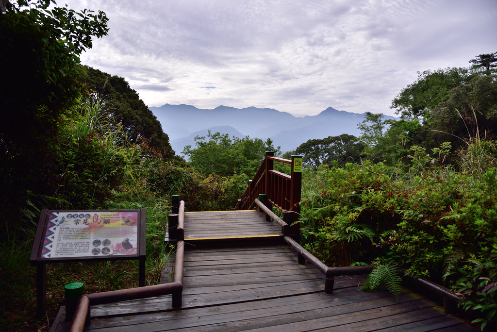 DSC_3363_6290.JPG - 0501北坑山大板根