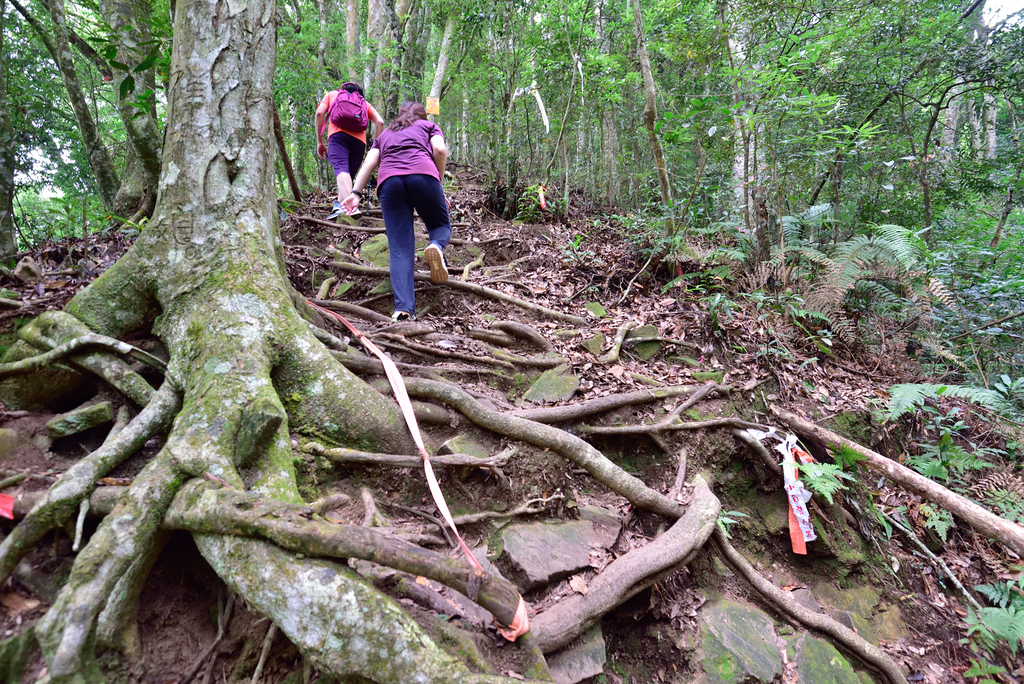 DSC_5309_7229.JPG - 20200905上島山