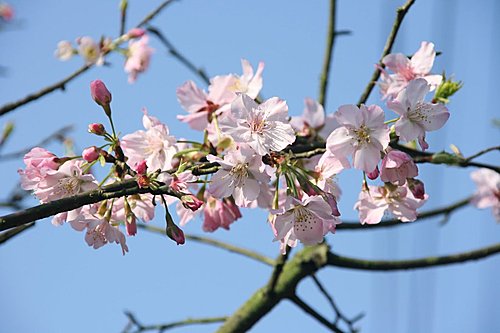 紅粉佳人伴烤肉─2011雙溪櫻花馬拉松紀事