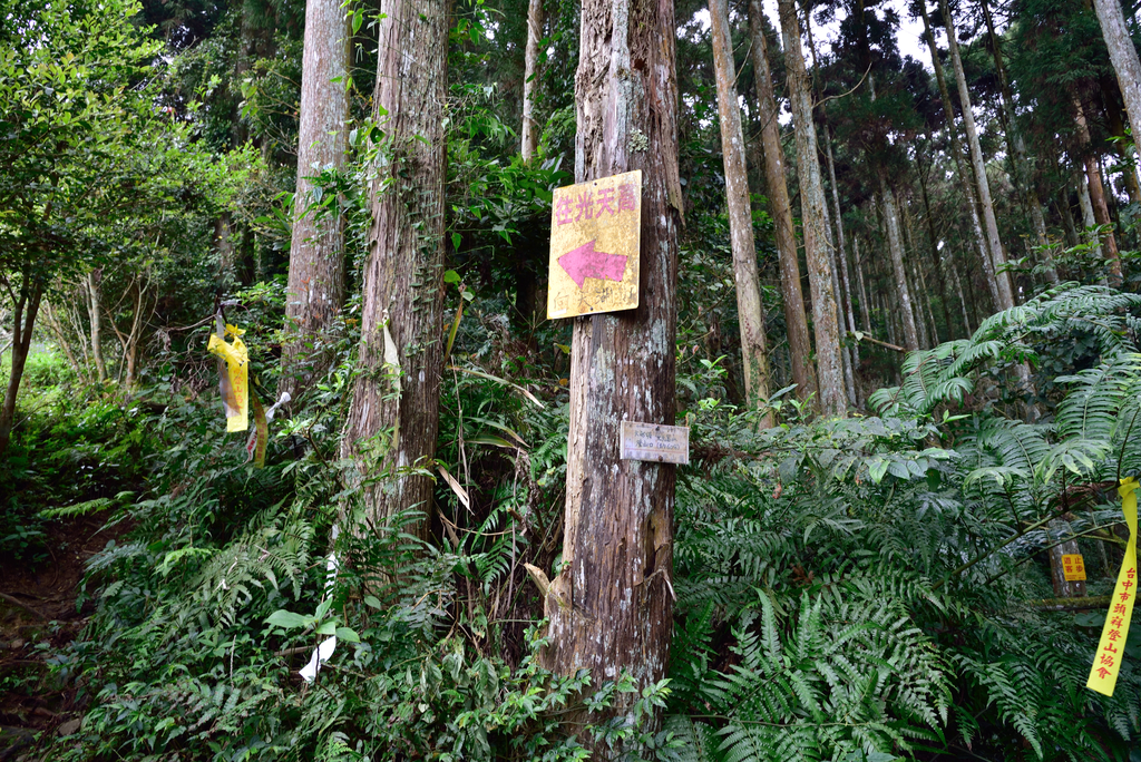 DSC_8131_3417.JPG - 2019向天湖山