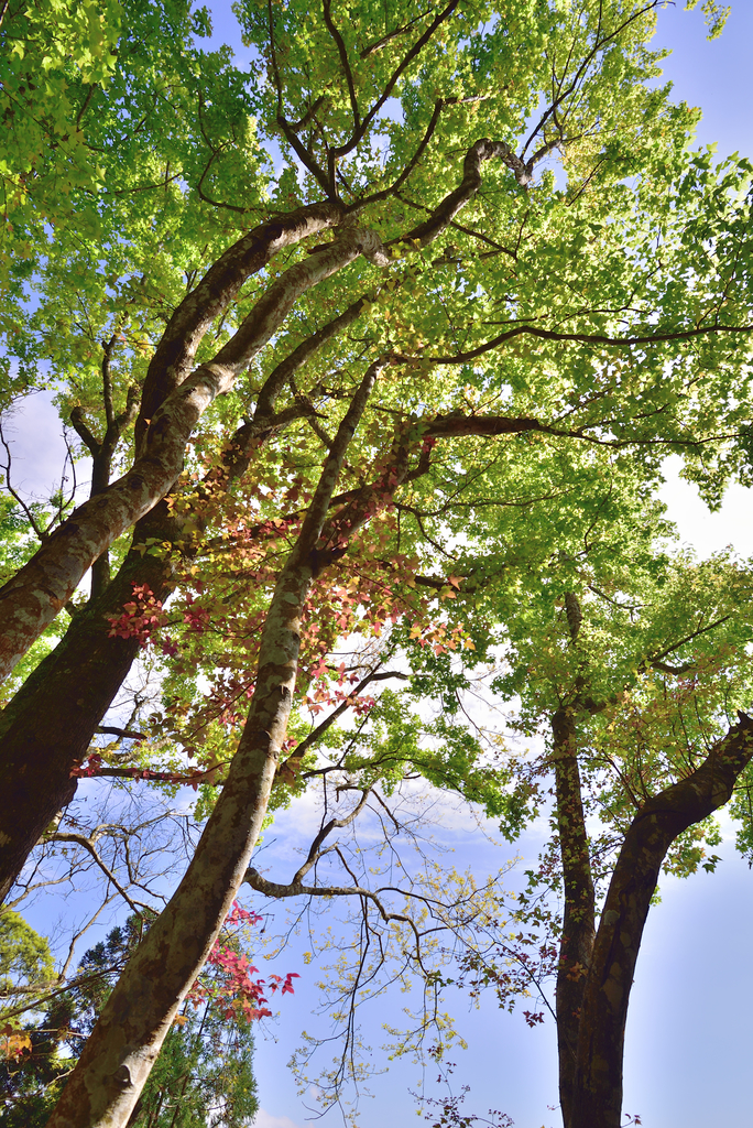 DSC_2811_6047.JPG - 0315三民蝙蝠洞登金平山