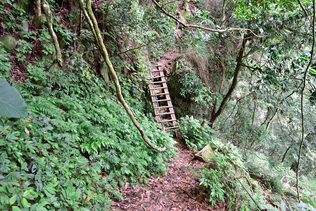 DSC_5302_7227.JPG - 20200905上島山
