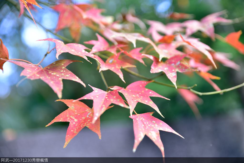 DSC_3619_826.JPG - 秀巒楓情