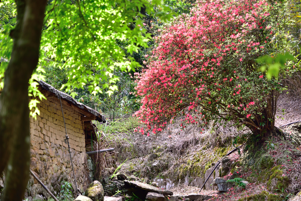 DSC_5367_1824.JPG - 2018鹿崛坪古道+情人湖