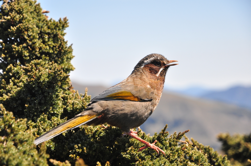 DSC_1854.JPG - 20170429合歡群峰