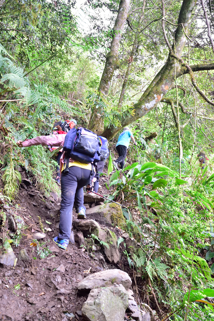 DSC_3592_6454.JPG - 0501北坑山大板根