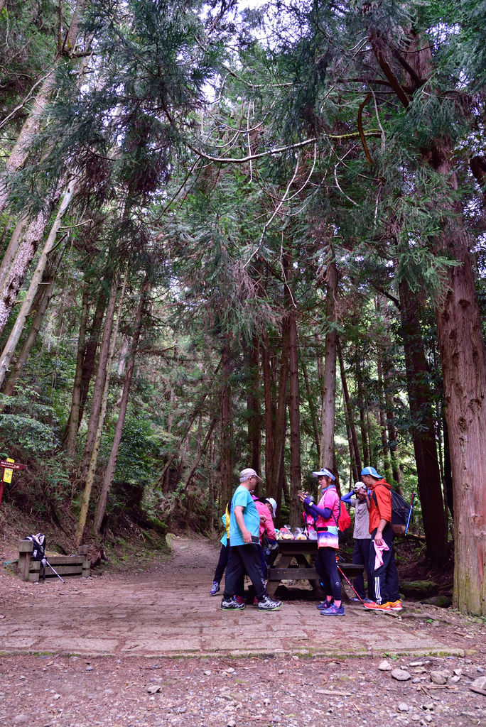 DSC_3415_6328.JPG - 0501北坑山大板根