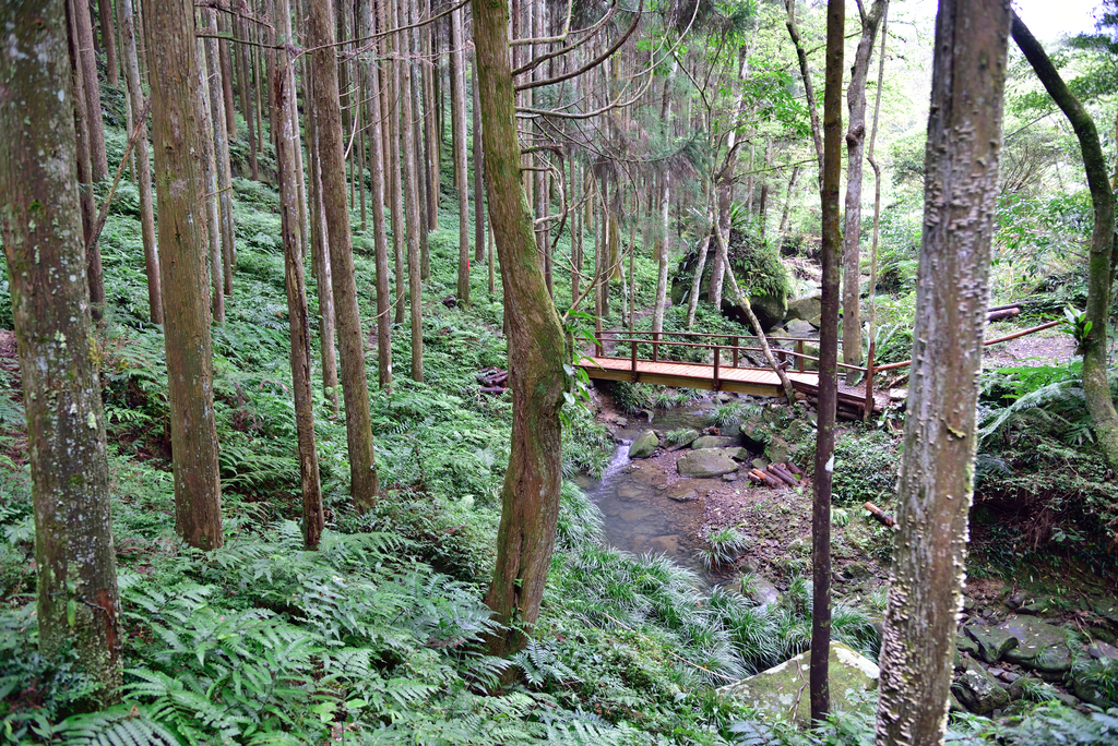 DSC_8014_3365.JPG - 2019向天湖山