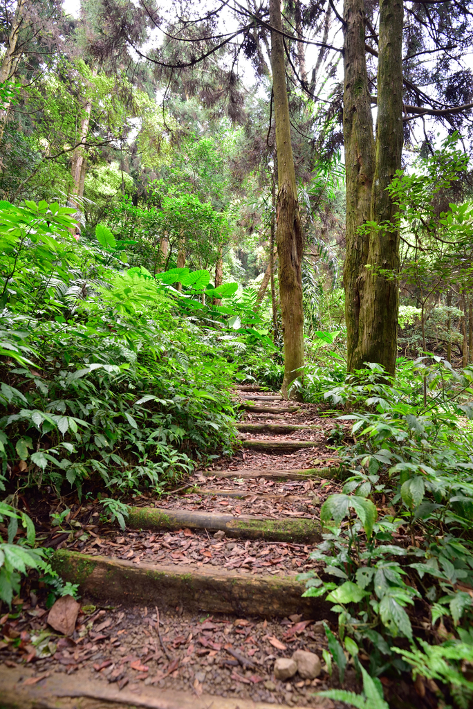 DSC_5293_7224.JPG - 20200905上島山