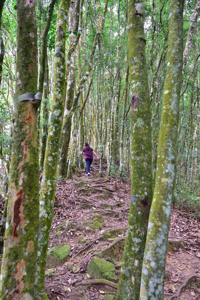 DSC_5310_7230.JPG - 20200905上島山