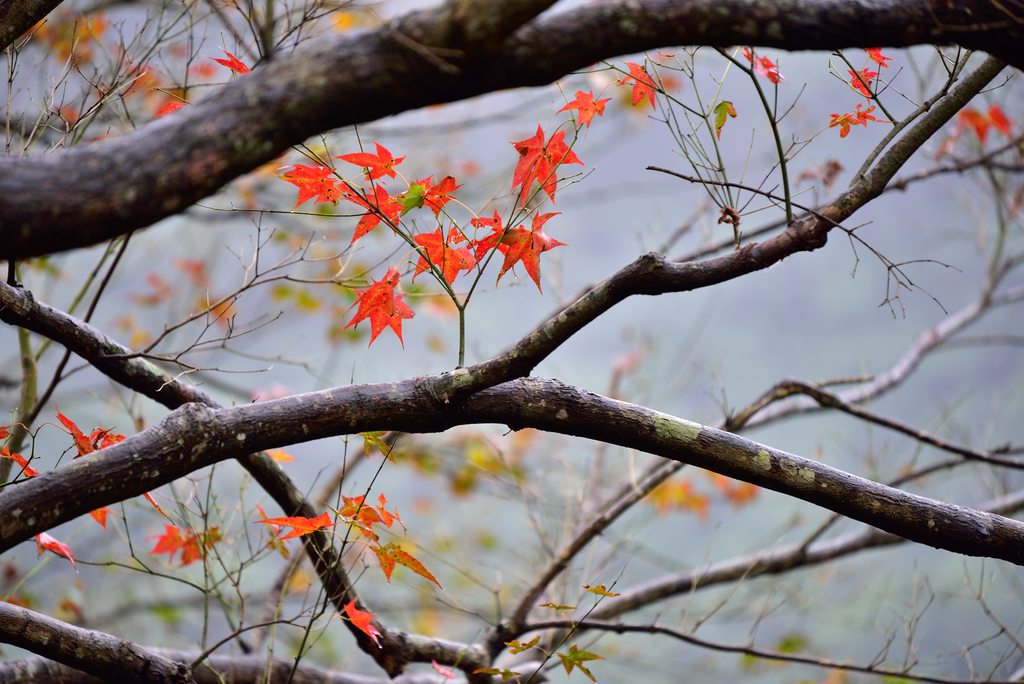 DSC_2420_5861.JPG - 楓情款款—拱北殿2020/01/01