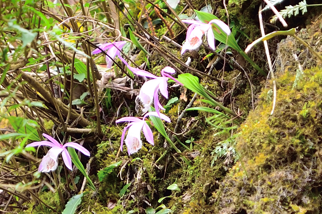 DSC_5668_2024.JPG - 2018加里山
