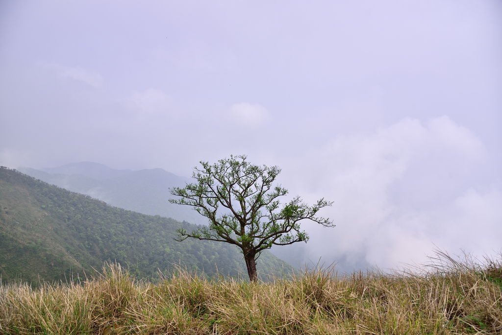 DSC_6549_8175.JPG - 20210320蘭陽聖稜線縱走