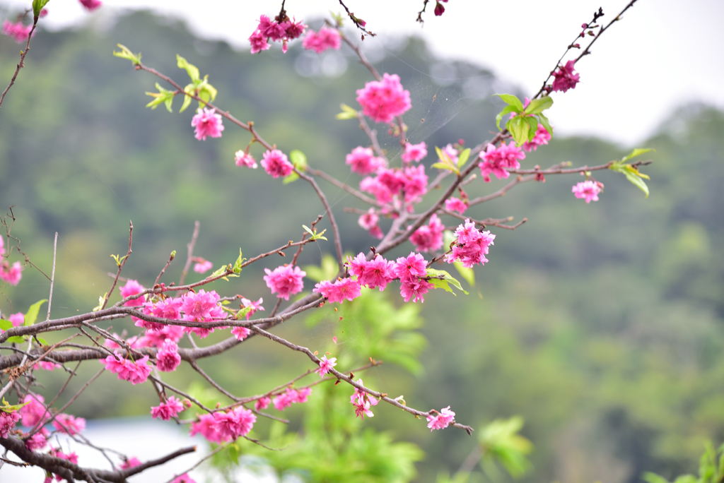 DSC_8529_3617.JPG - 2019火炎山