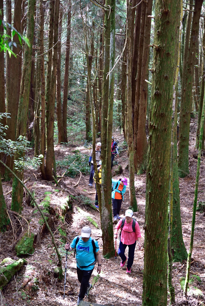 DSC_3467_6366.JPG - 0501北坑山大板根
