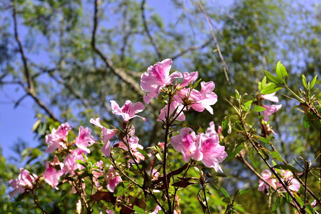 DSC_2699_6000.JPG - 0315三民蝙蝠洞登金平山