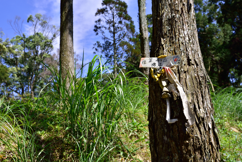 DSC_2783_6031.JPG - 0315三民蝙蝠洞登金平山